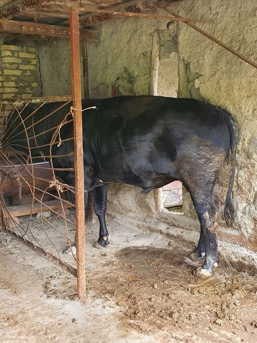 buqqa sotiladi narxi 31 mln so'm keishiladigan joyi bor