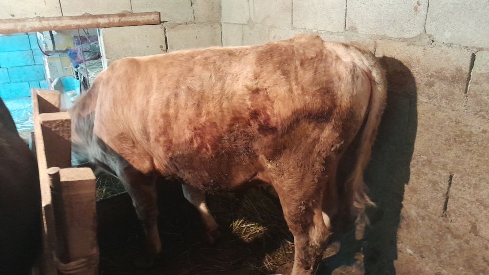 Продам Бычка 1.5 годовалый
