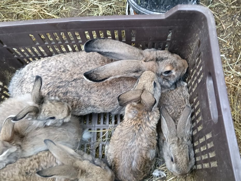 Iepuraș de vânzare