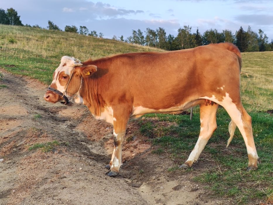 Vând vițea de 1 și 5 luni