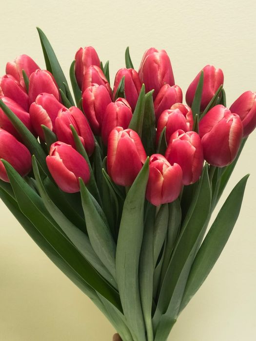 Тюльпаны  оптом  Астана