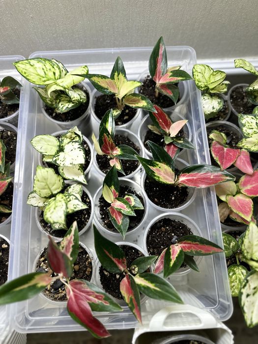 Аглаонема в продаже