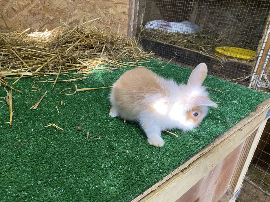 Iepuri de companie pitici cap de leu