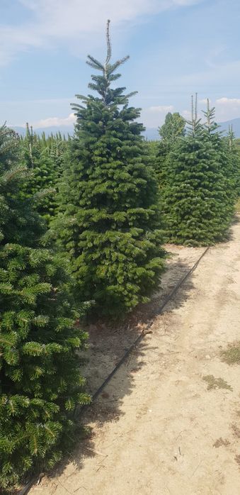 Vindem tuia smaragd de mai multe dimensiuni  brazii argintiu și verde