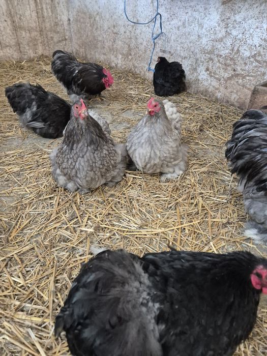 Disponibile perechi și oua cochinchina pitic