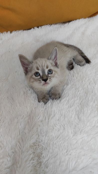 Очаровательный красавчик, лапочка-Марсель! В самые любящие ручки!