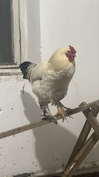 Екі қораз сатылады қарасы үй қоразы ақ қораз брама