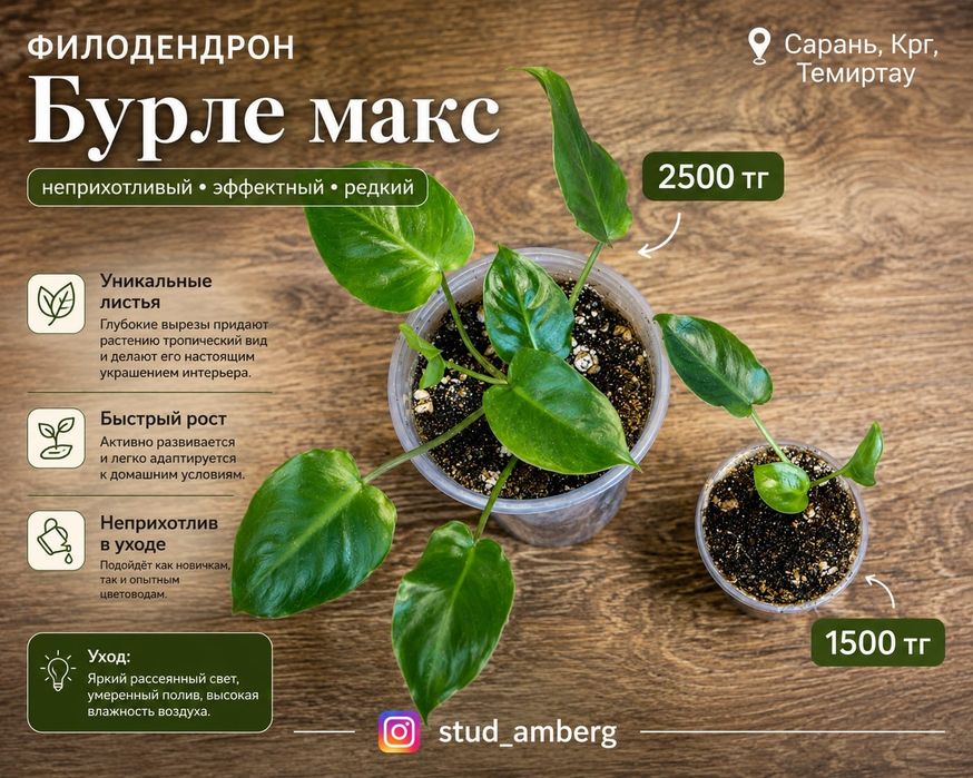 Филодендрон  1...