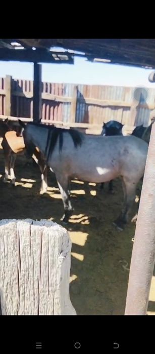 Буырлы байтал сатылады