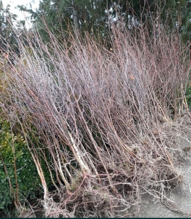 Puieti mesteacan tei molid Paltin fag carpen stejar tei