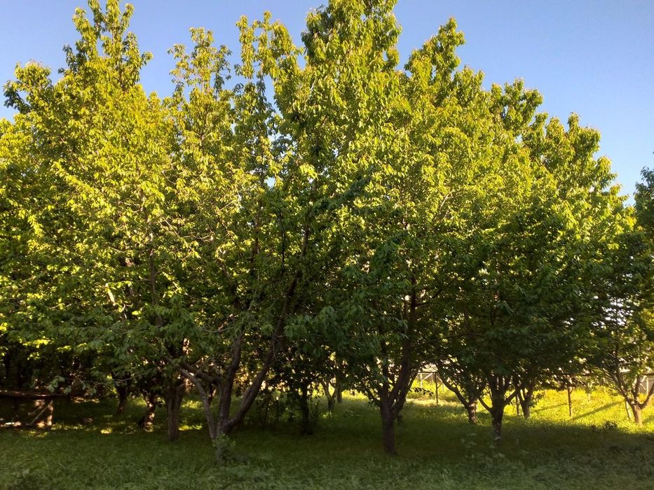 8 соток ер сотилади  продается 8 соток земли