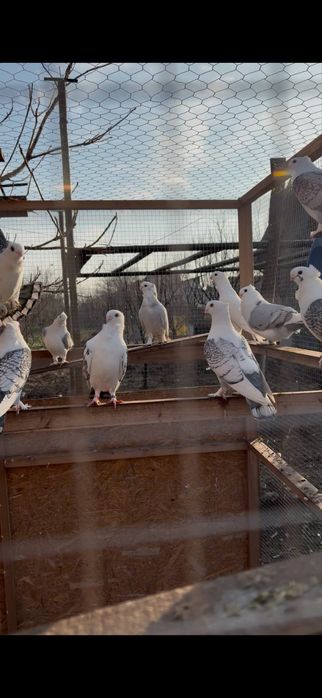 Porumbei misirli satineti