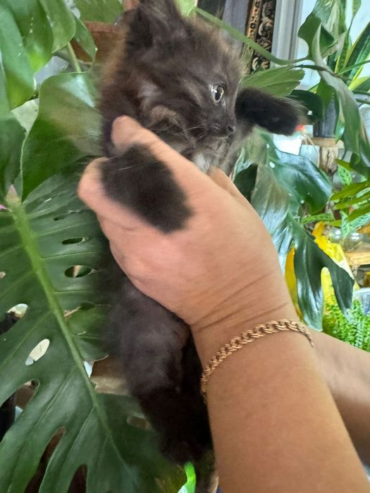 Котята отдам в добрые руки