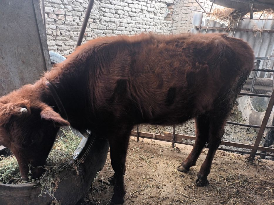 Bùgoz gunojin sotiladi