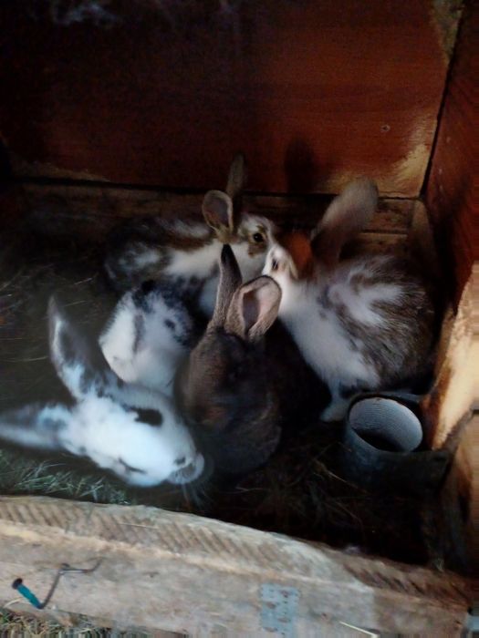 Кролики. Молодняк 5000тг.