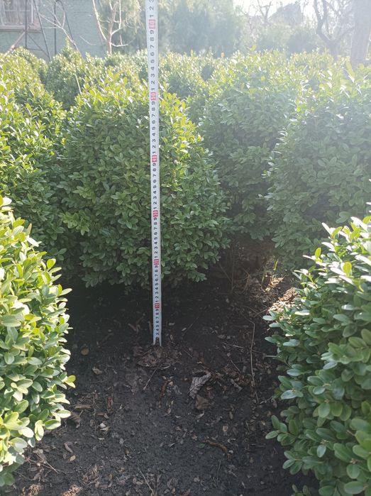 Чемшир от 50см до 60см