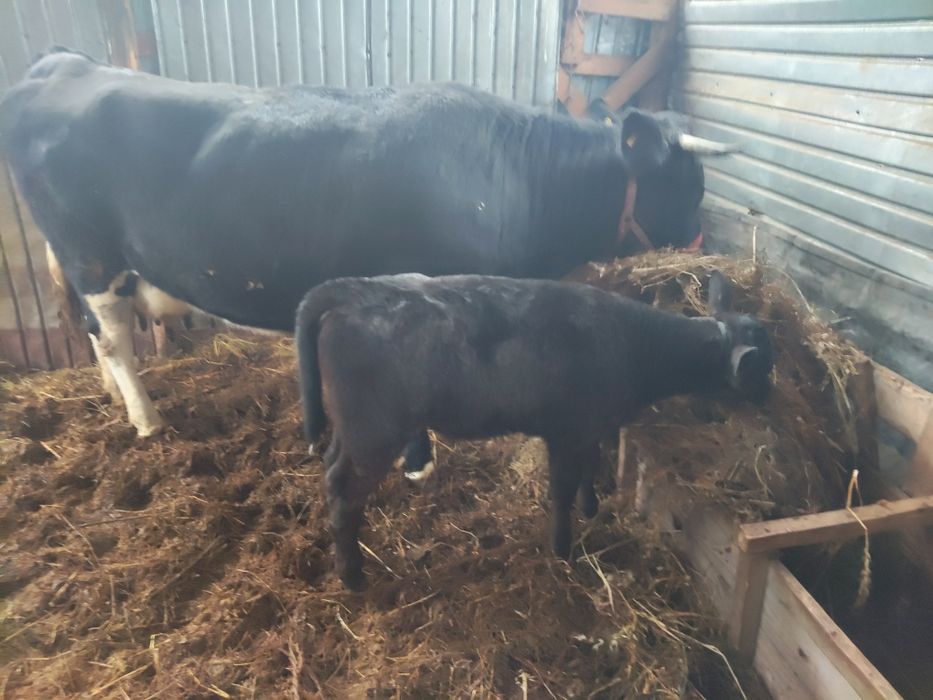 Vând Vițea rasa Angus