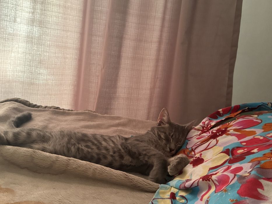 Отдам в хорошие руки