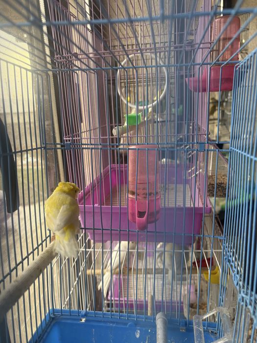 Продам кенар поющи