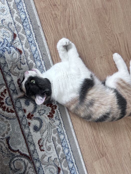 Отдам даром кошку домашнюю