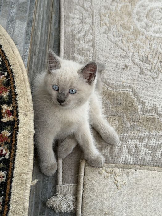 Отдаем котят в добрые руки
