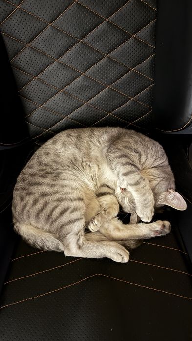 Шотландский прямоухий кот