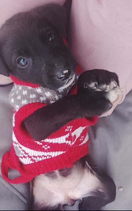 Щенок собака ищет дом