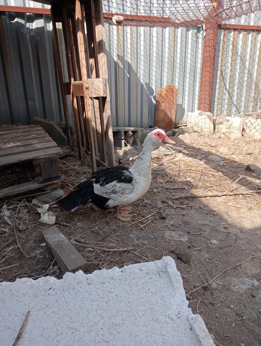 Продам индауток семейства