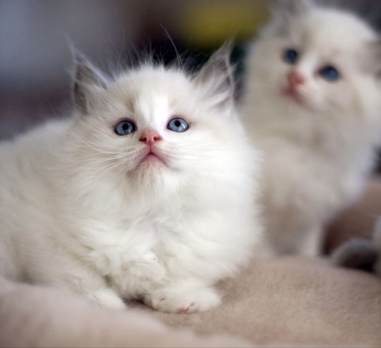 Regdoll Рэгдолл!!!