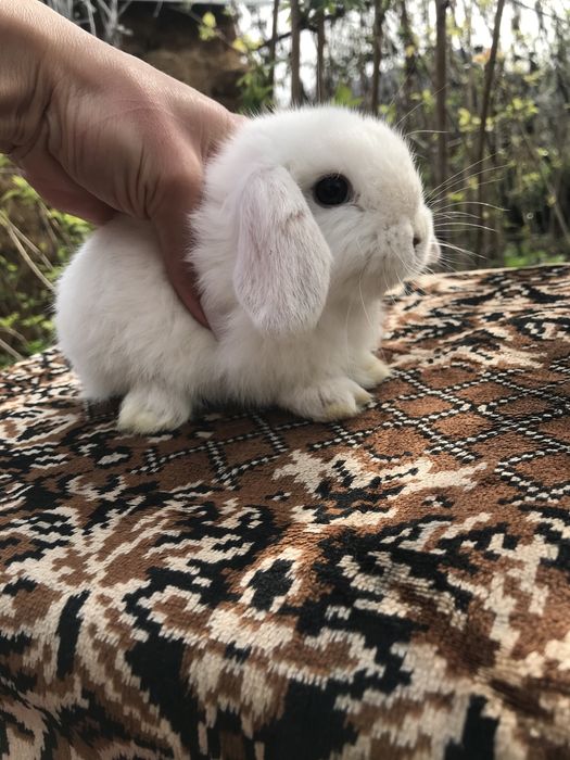 Кролики декоративные ккрликовые