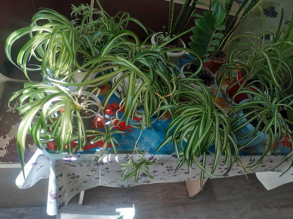 Комнатные растения