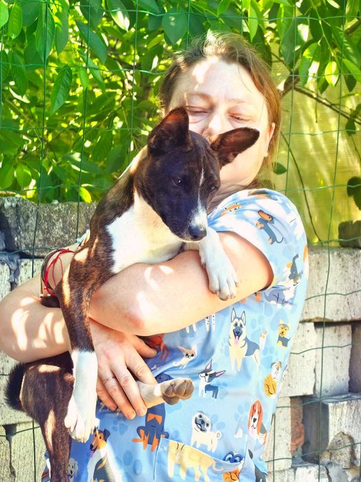 Singurul pui de tigru din România. Un Basenji cu o culoare unică.