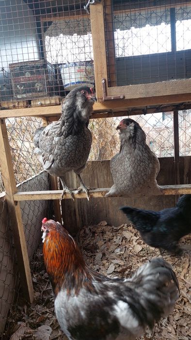 Инкубационное яйцо.