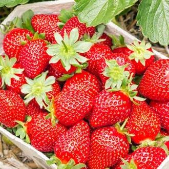 Здравейте предлагаме расат ягоди и малини