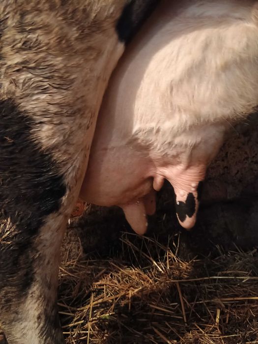 Vând vaca Holstein de 7 ani