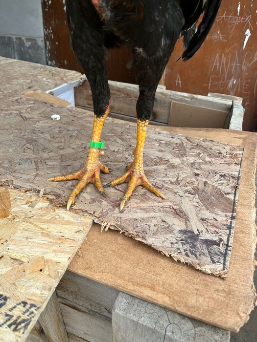 Бойтсовые даканы