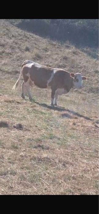 Vaca de abator de vanzare