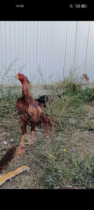 Дакан бойцовые  шамо