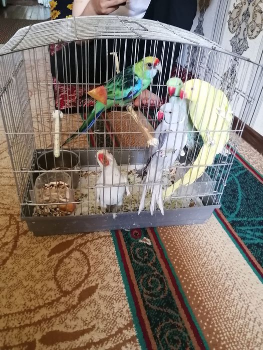 Sotiladi 5 ta papugay