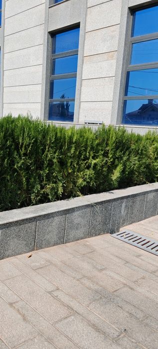 Archa kesamiz ekamiz shakl beramiz xovlidagi boshqa daraxtlaga