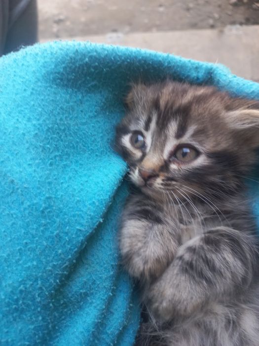 Котятки вислоушечки