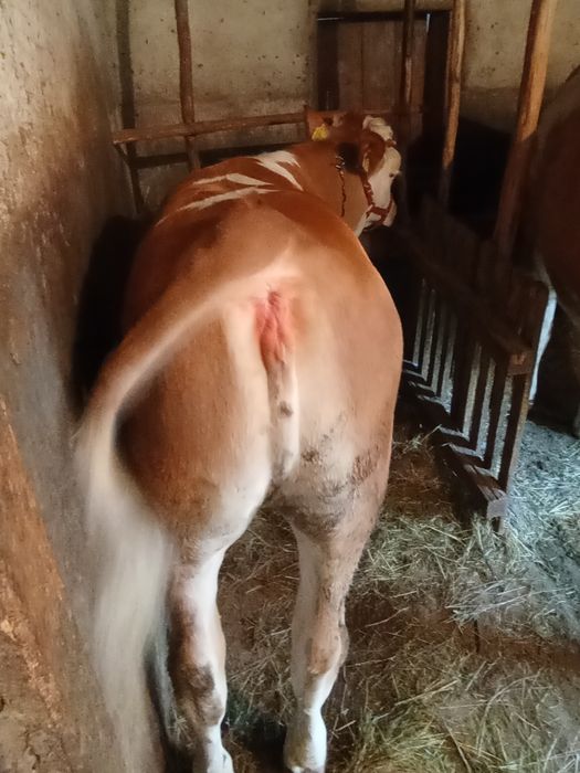 Vând vițea de carne