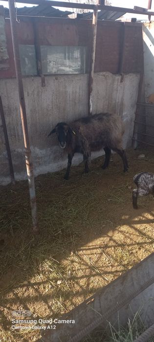 Қой сатылады қозыл