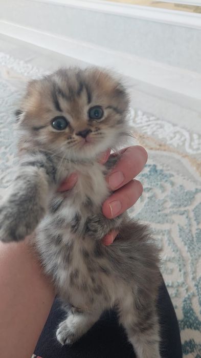 Котята вислоухие