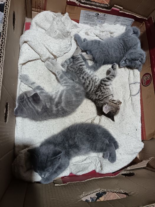 Продам шотландских котят