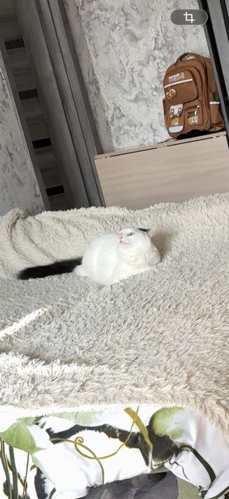 Отдам в хорошие руки