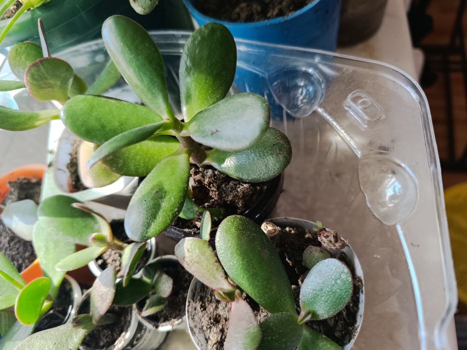 Денежное дерево отростки