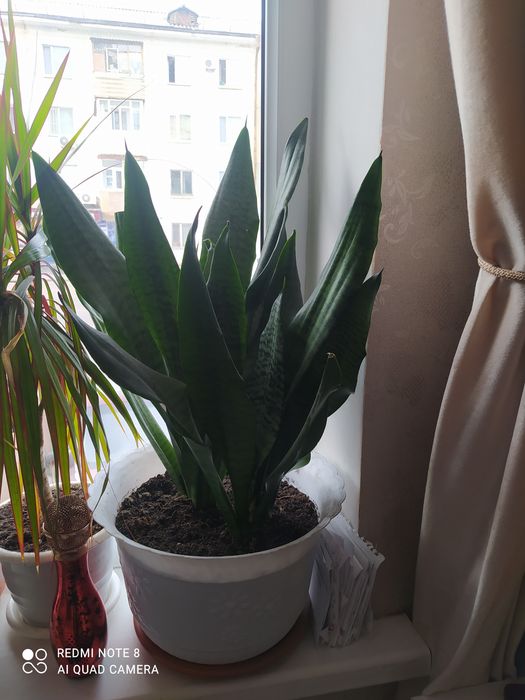 Продам комнатные цветы.