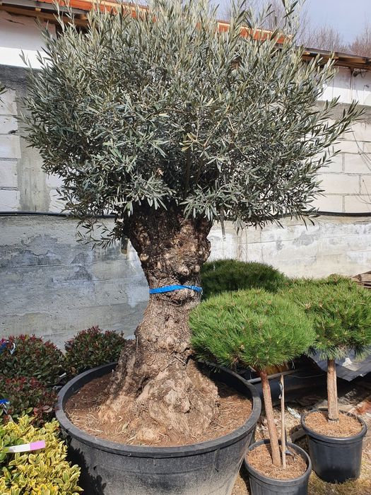 Măslini seculari pe rod