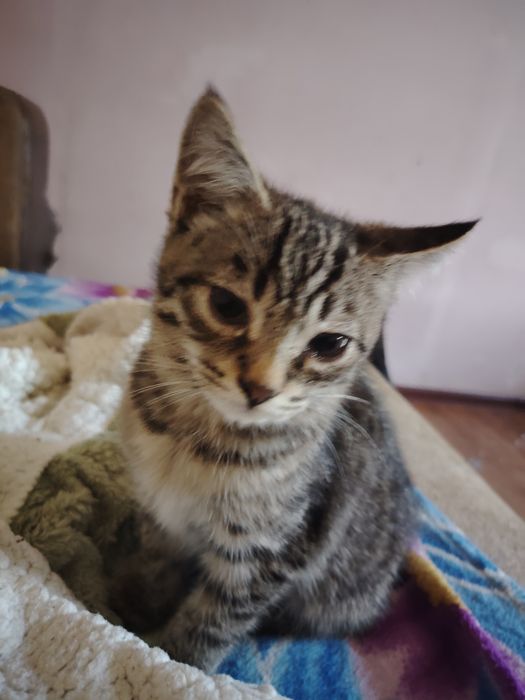 Отдам котят срочно очень красивые